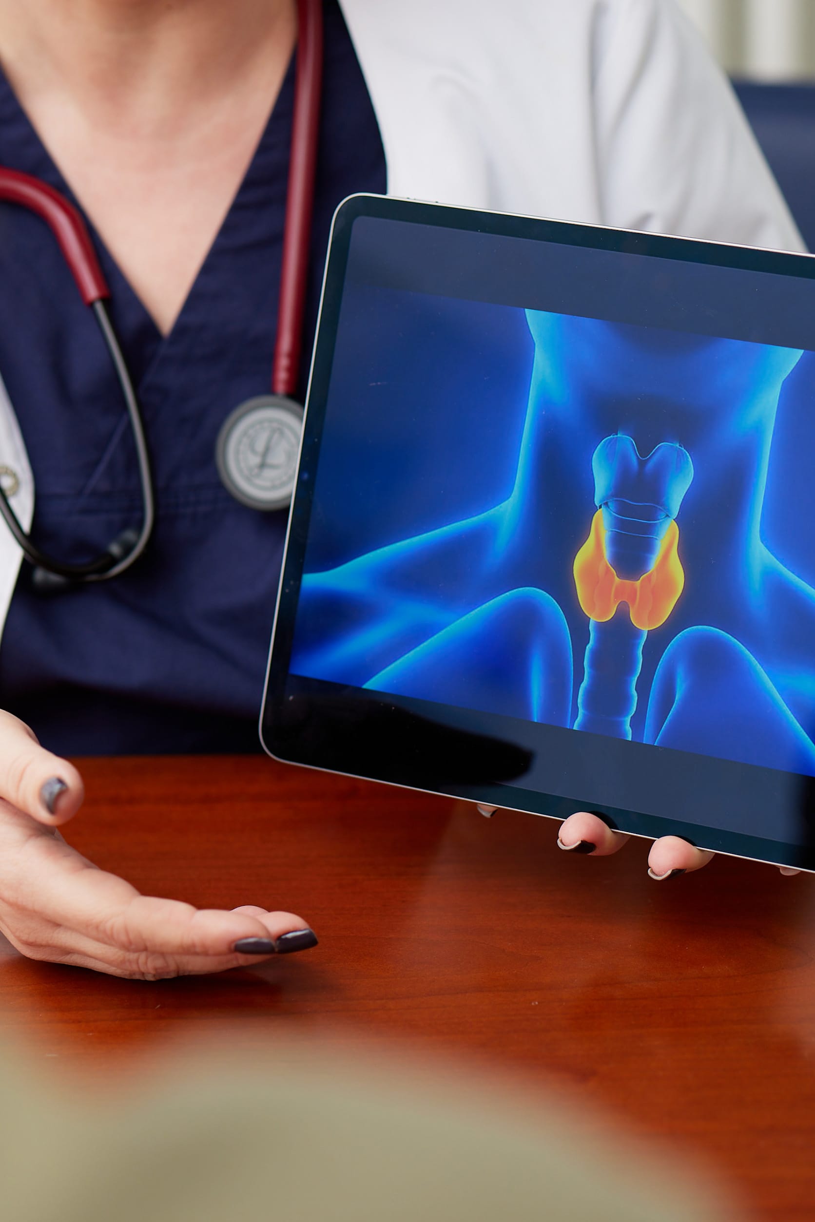 Eine Ärztin zeigt ein Darstellung der Schilddrüse.